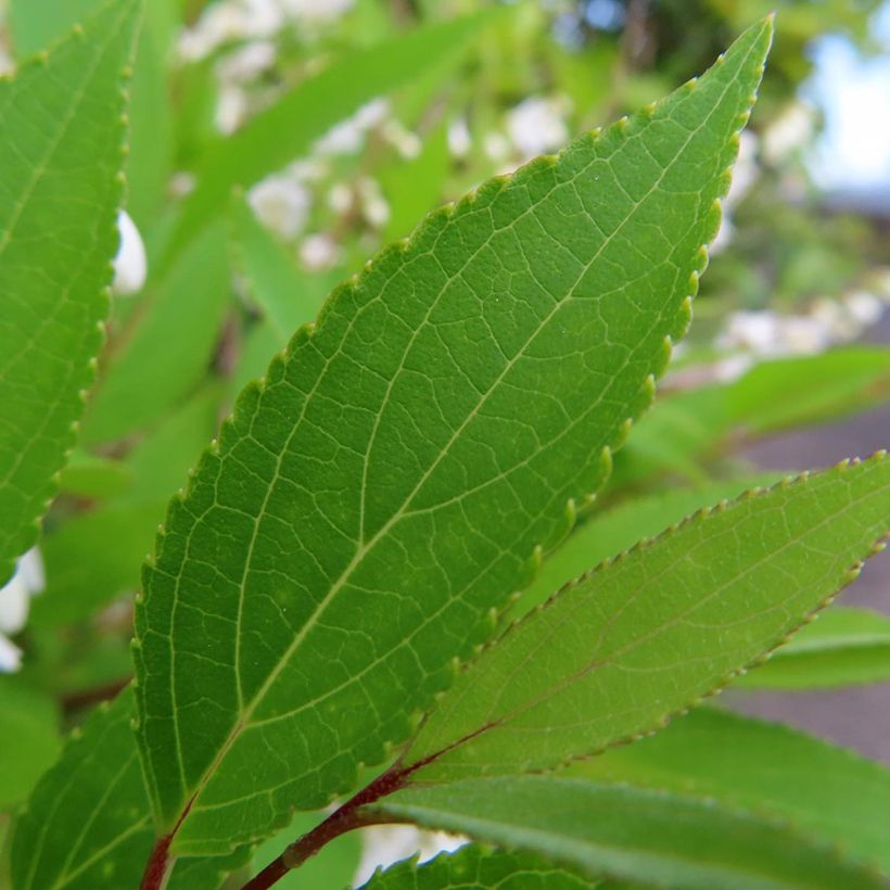 Deutzia gracilis (Follaje)