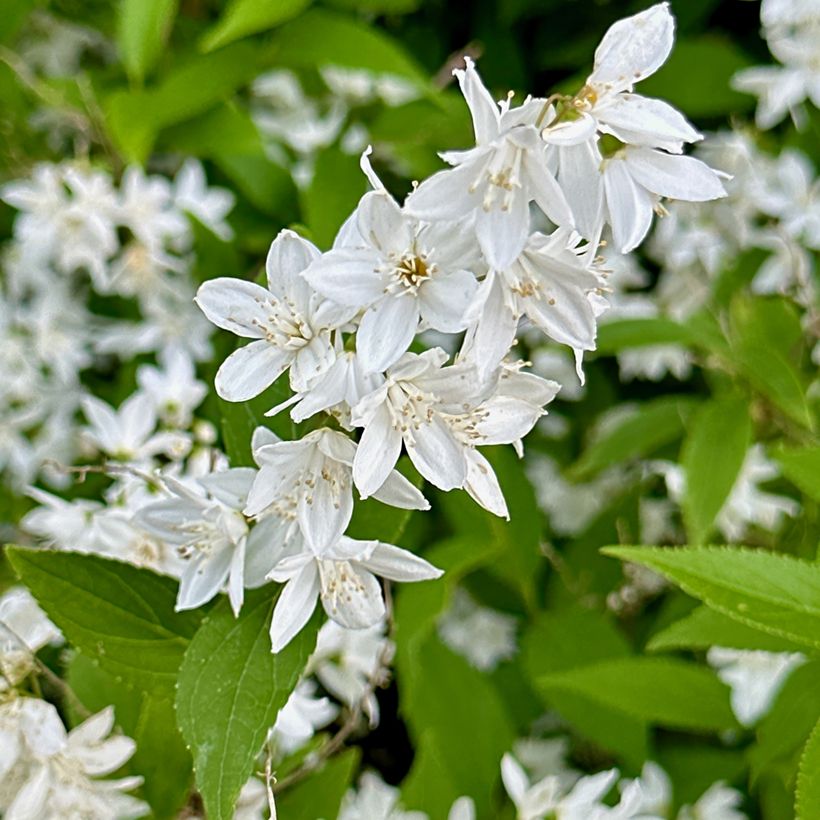 Deutzia gracilis (Floración)