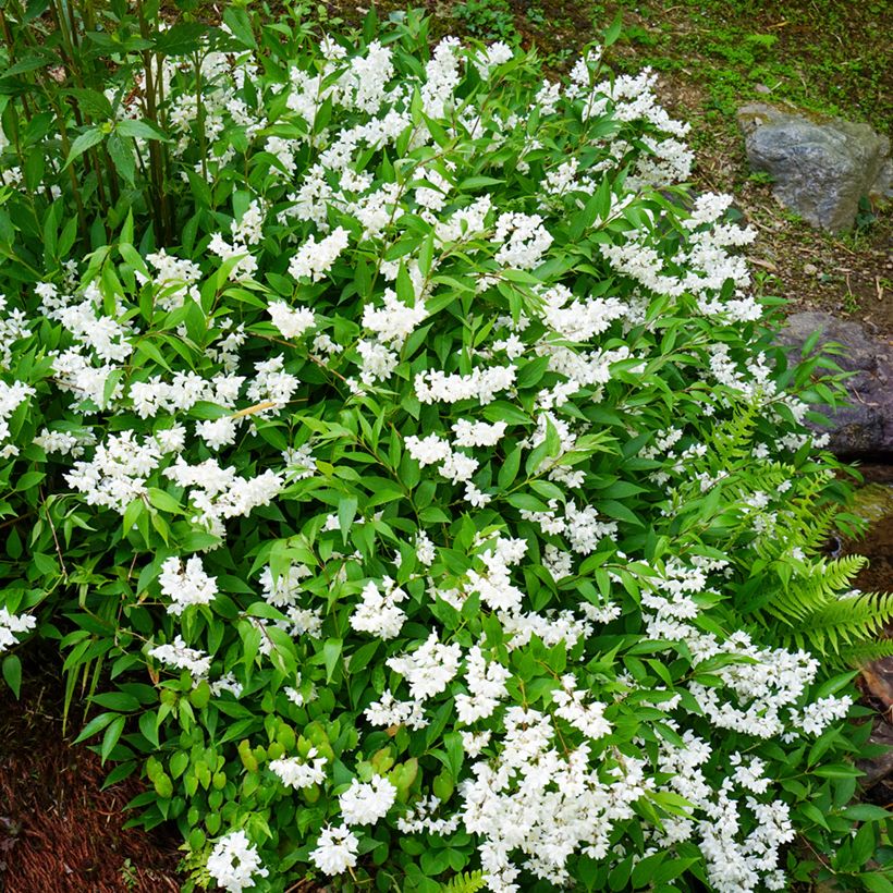 Deutzia gracilis (Porte)