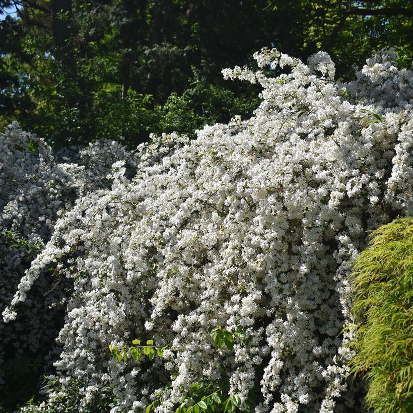 Deutzia gracilis Nikko (Porte)