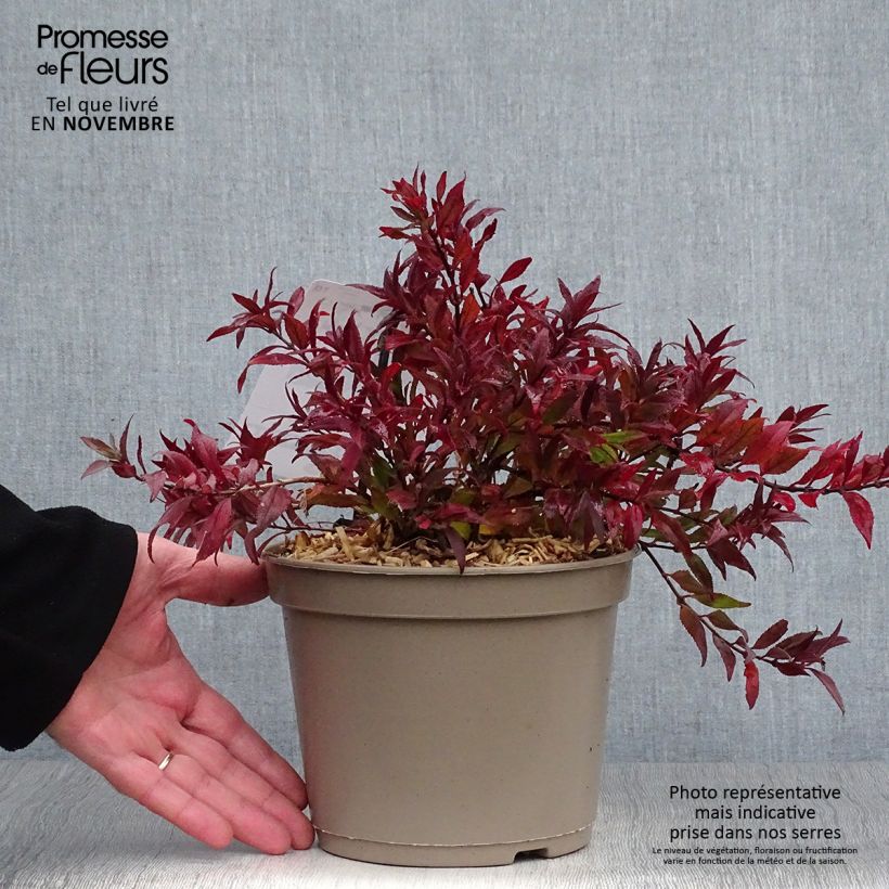Ejemplar de Deutzia gracilis Nikko Maceta 2L/3L entregado en otoño