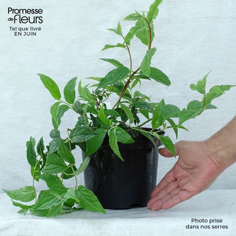 Ejemplar de Deutzia hybrida Mont Rose hibrido Maceta 2L/3LAltura de entrega aprox. 30/40cm entregado en verano