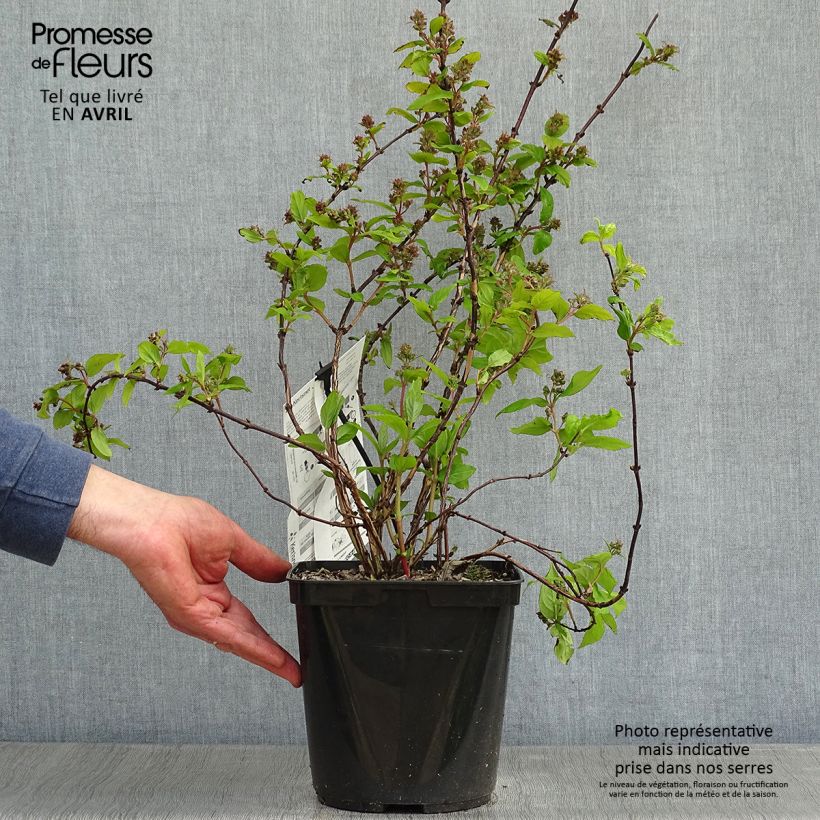 Deutzia hybrida Raspberry Sundae hibrido Maceta 3L/4LAltura de entrega aprox. 30/40cm Ejemplar entregado en la primavera