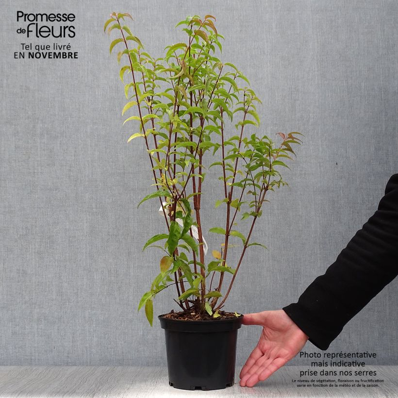 Ejemplar de Deutzia magnifica Maceta 2L/3L entregado en otoño