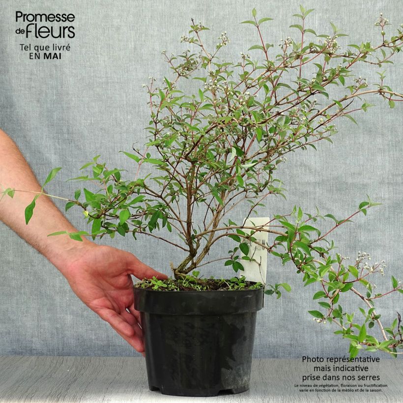 Deutzia monbeigii Pot de 2L/3L Ejemplar entregado en la primavera