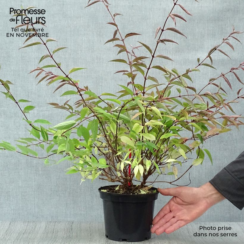 Ejemplar de Deutzia purpurascens Kalmiiflora Maceta 3L/4L entregado en otoño
