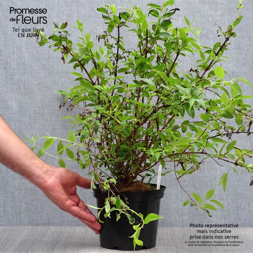 Ejemplar de Deutzia purpurascens Kalmiiflora - Deutzie Pot de 3L/4L entregado en verano