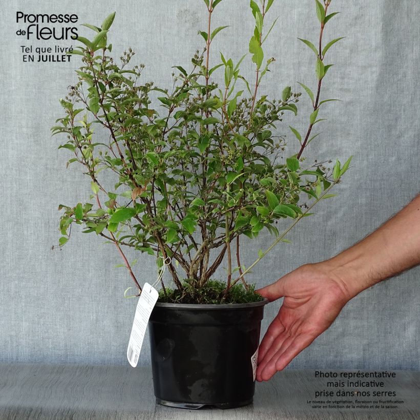 Ejemplar de Deutzia rosea Campanulata Pot de 2L/3L entregado en verano