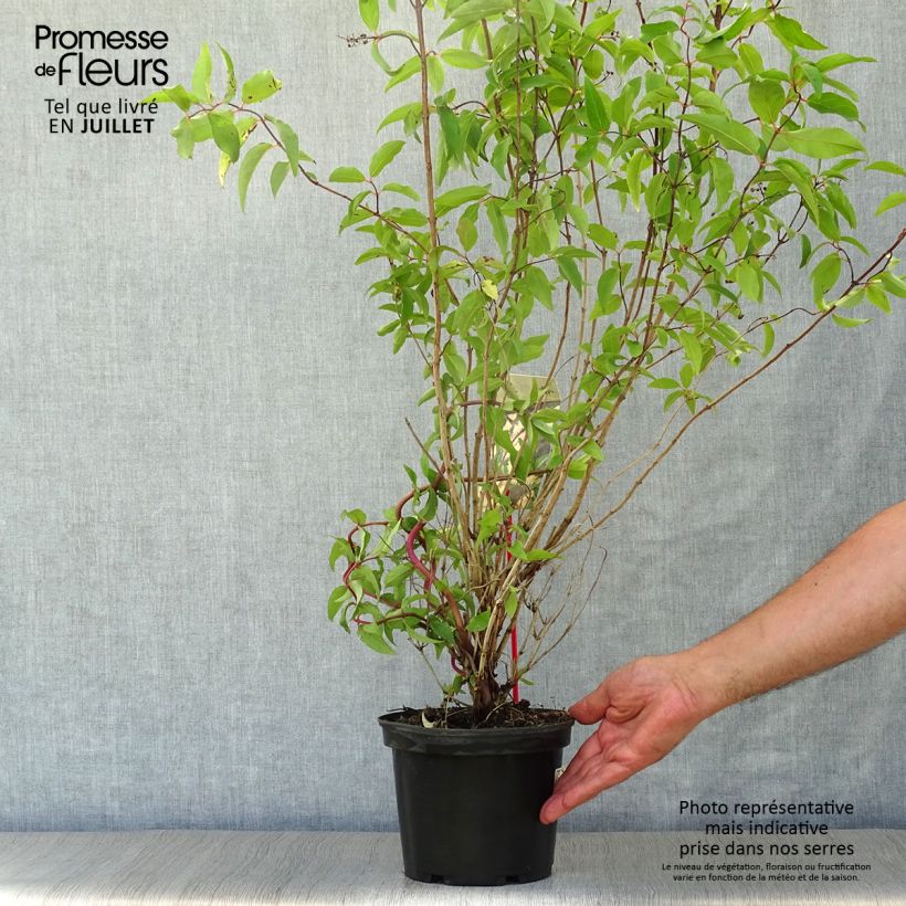 Ejemplar de Deutzia scabra Codsall Pink - Deutzie Pot de 2L/3L entregado en verano