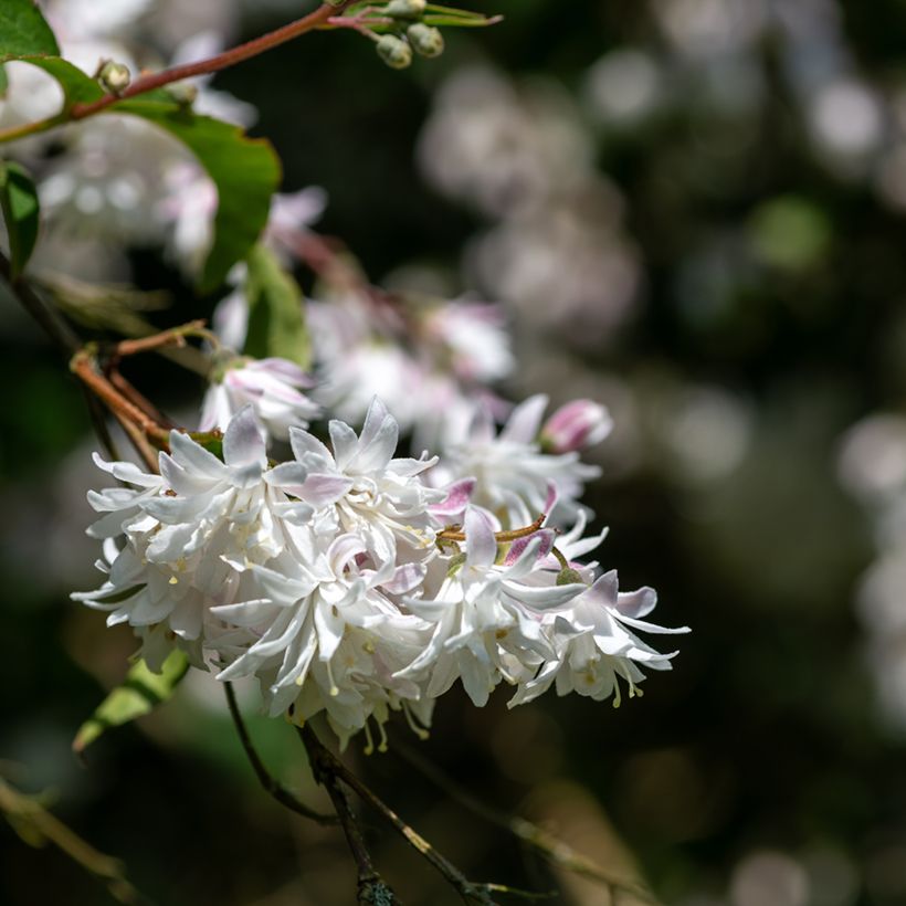 Deutzia scabra Codsall Pink (Floración)