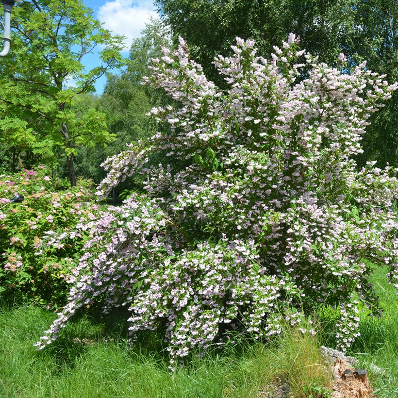 Deutzia scabra Codsall Pink (Porte)