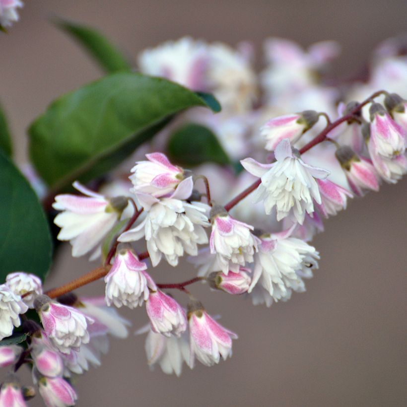 Deutzia scabra Plena (Floración)