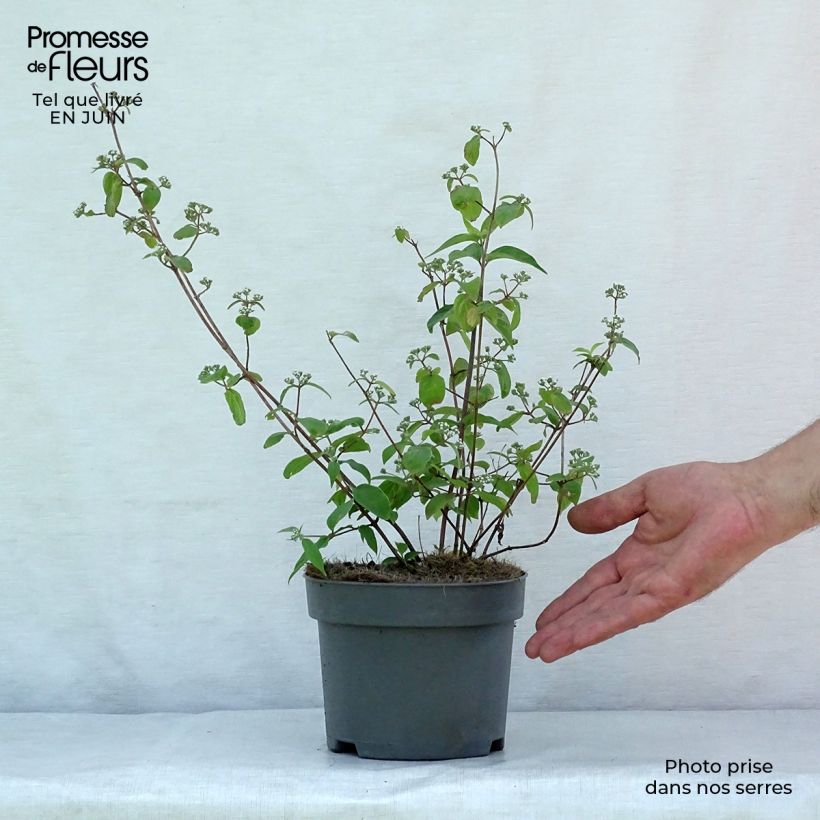 Ejemplar de Deutzia setchuenensis var. corymbiflora Maceta 2L/3LAltura de entrega aprox. 50/60cm entregado en verano
