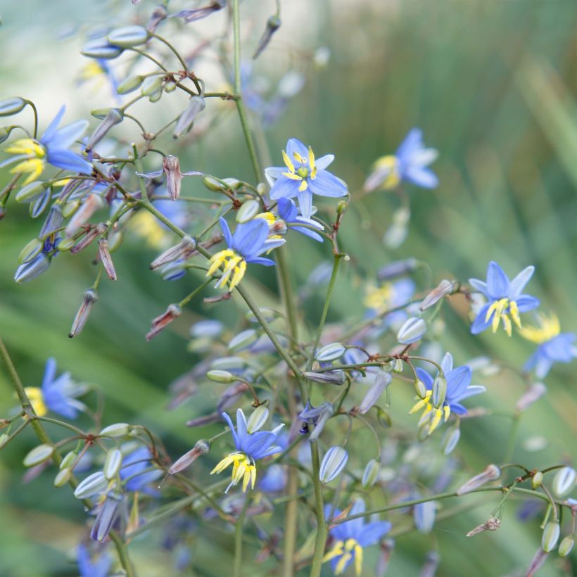 Dianella revoluta Coolvista (Floración)