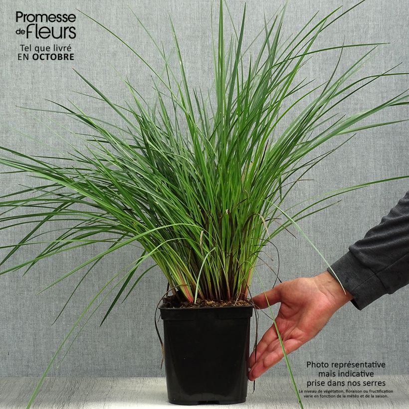 Ejemplar de Dianella revoluta Coolvista Maceta 1L/1,5L entregado en otoño