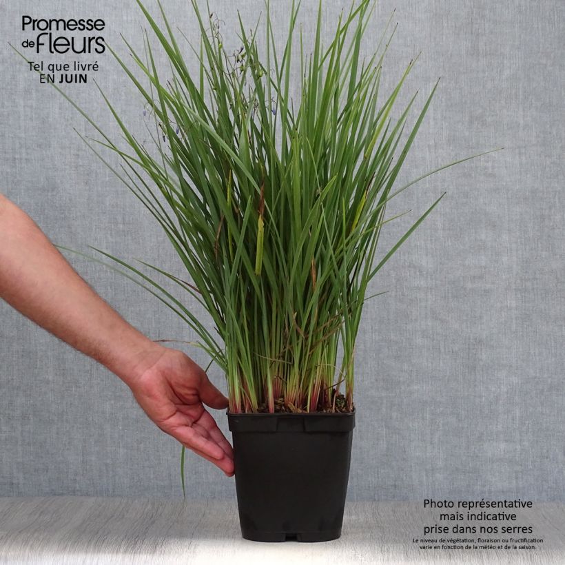 Ejemplar de Dianella revoluta Coolvista Pot de 1L./1.5L. entregado en verano