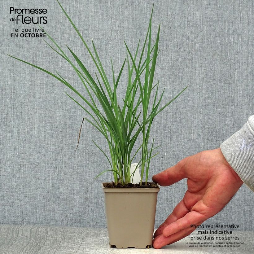 Ejemplar de Dianella revoluta Coolvista Maceta de 8/9 cm entregado en otoño