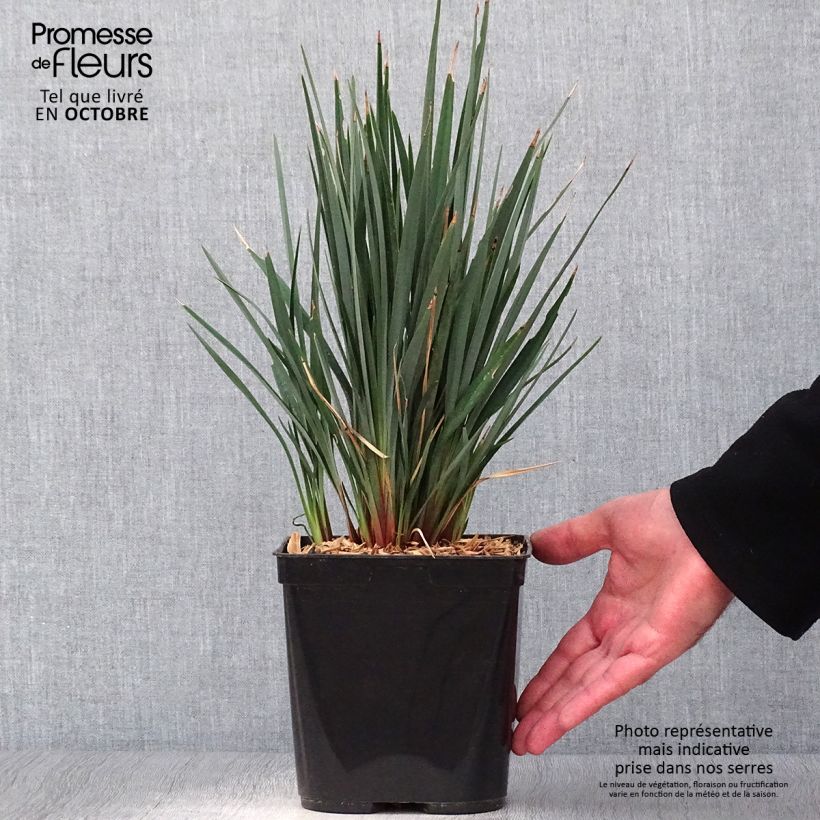 Ejemplar de Dianella revoluta Little Rev Maceta 2L/3L entregado en otoño
