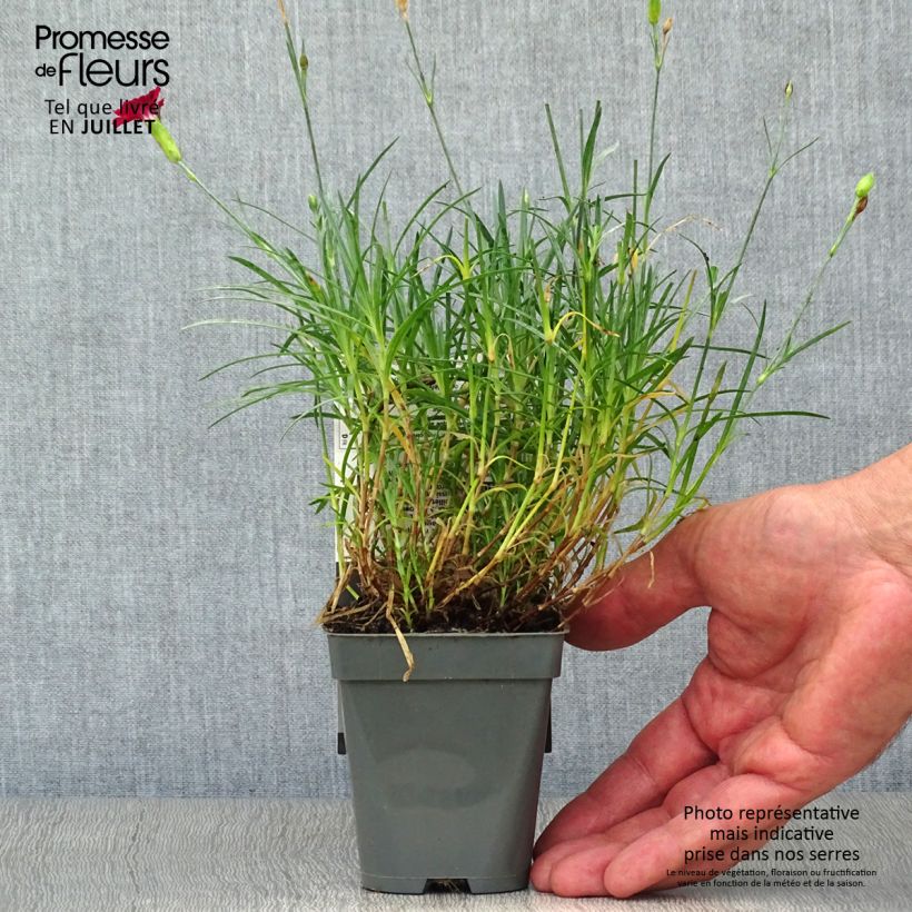 Ejemplar de Dianthus alwoodii Fusilier Maceta de 8/9 cm entregado en verano