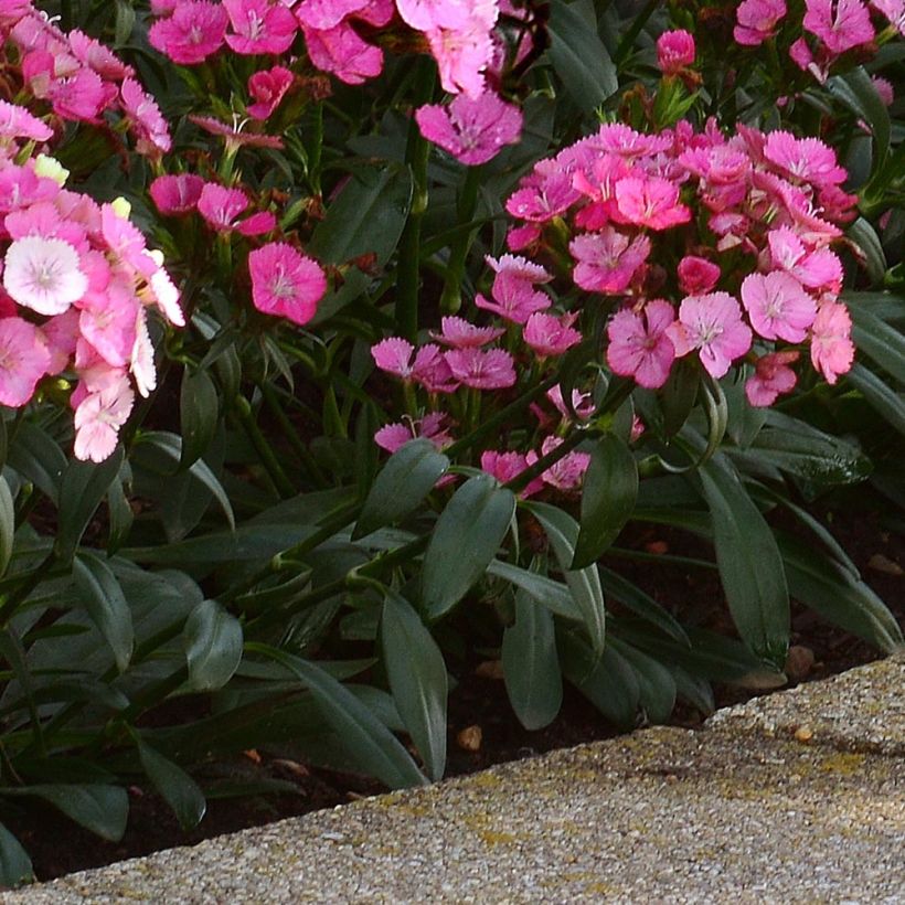 Clavel del poeta Jolt Pink Magic - Dianthus barbatus (Follaje)
