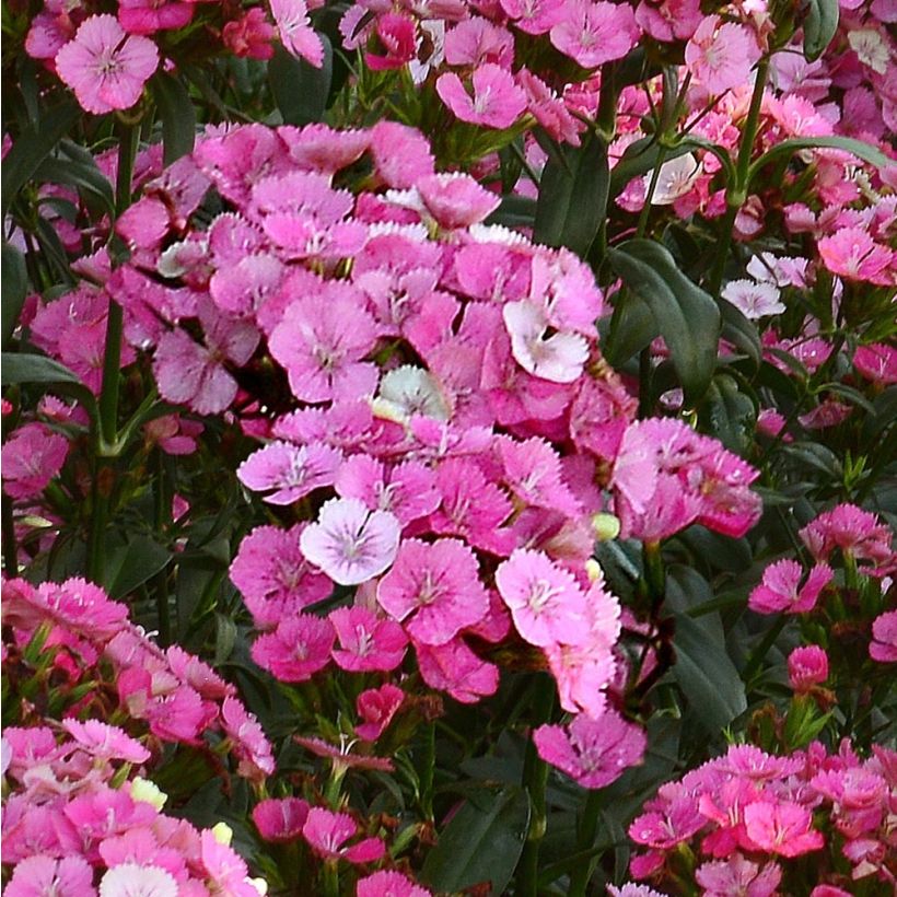Clavel del poeta Jolt Pink Magic - Dianthus barbatus (Floración)