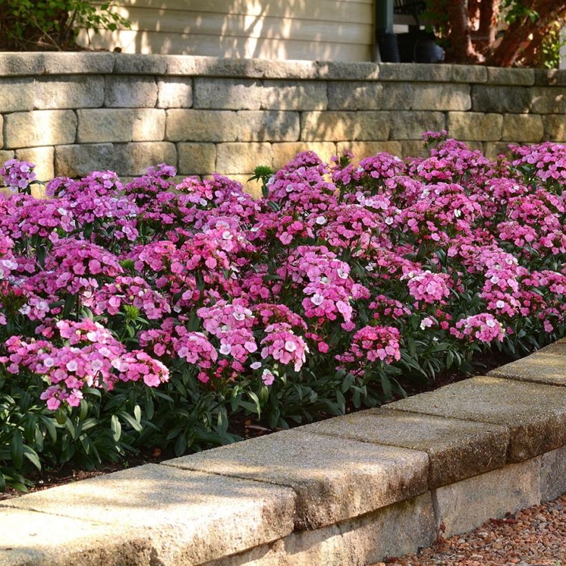 Clavel del poeta Jolt Pink Magic - Dianthus barbatus (Porte)