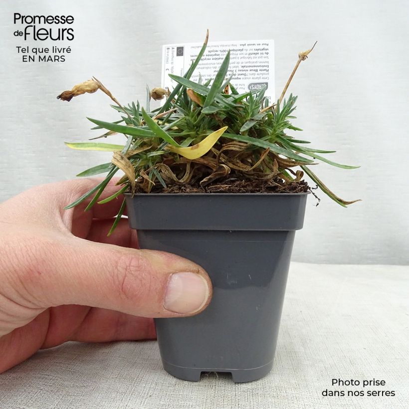 Dianthus Pop Star - Clavel Maceta de 8/9 cm Ejemplar entregado en la primavera