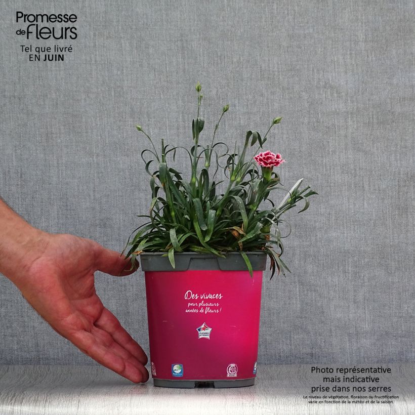 Ejemplar de Clavel coronado Scent First Sugar Plum - Dianthus plumarius Maceta 2L/3L entregado en verano