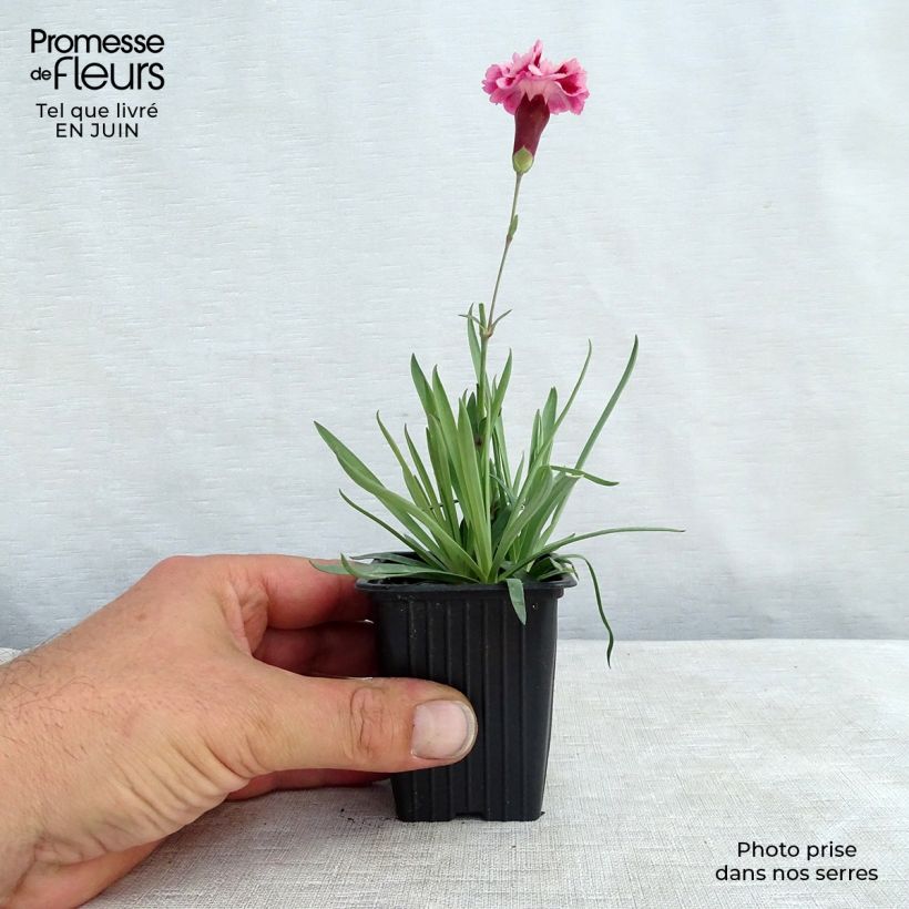 Ejemplar de Clavel coronado Scent First Sugar Plum - Dianthus plumarius Maceta de 7/8 cm entregado en verano
