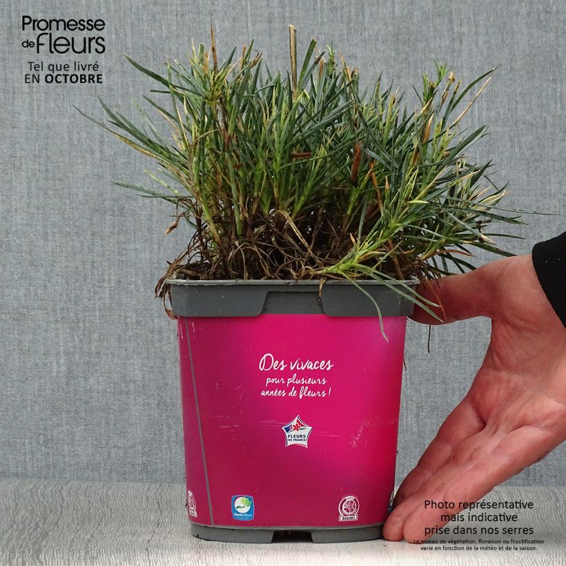 Ejemplar de Clavel coronado Scent First Tickled Pink - Dianthus plumarius Maceta 2L/3L entregado en otoño