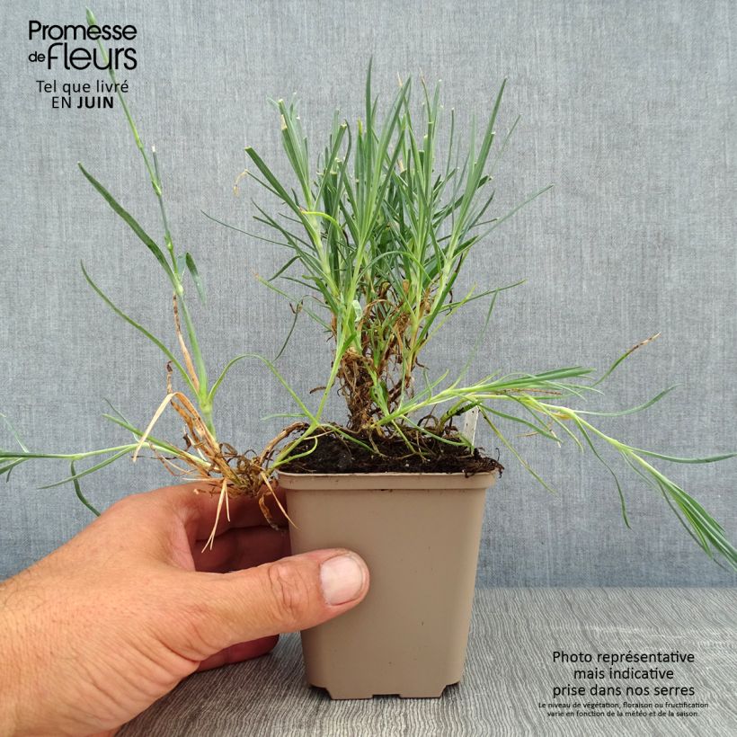 Ejemplar de Dianthus alwoodii Romeo Maceta de 8/9 cm entregado en verano