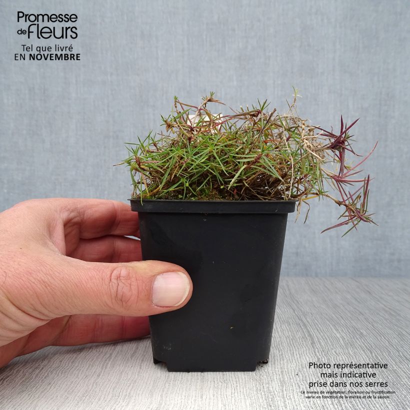 Ejemplar de Dianthus arenarius - Clavel Maceta de 8/9 cm entregado en otoño