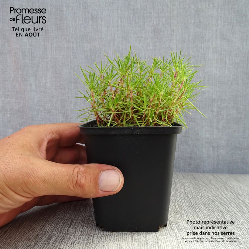 Ejemplar de Dianthus arenarius - Clavel Maceta de 8/9 cm entregado en verano