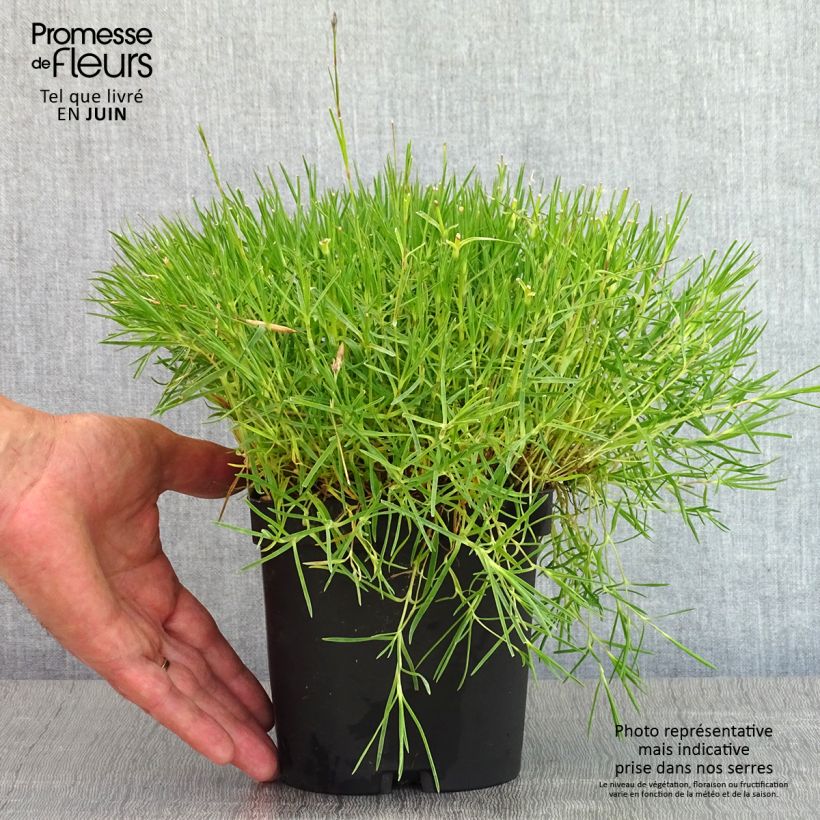 Dianthus arenarius - Clavel Maceta 2L/3L Ejemplar entregado en la primavera