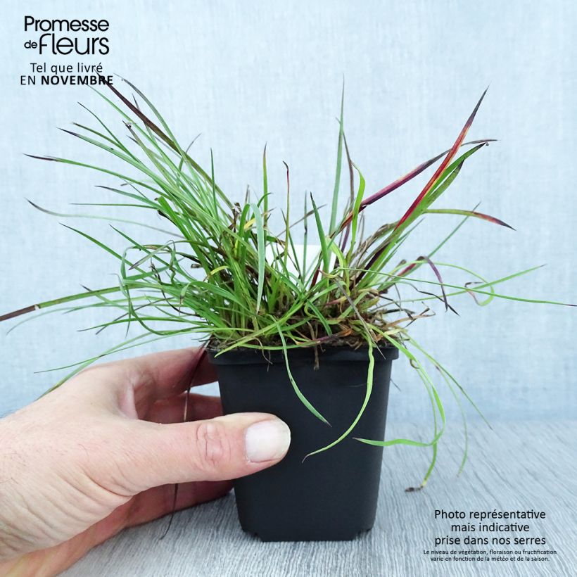 Ejemplar de Clavelina de los cartujos - Dianthus carthusianorum Maceta de 8/9 cm entregado en otoño