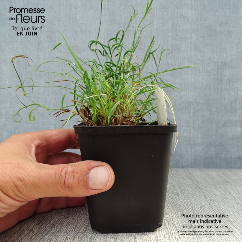 Ejemplar de Clavelina de los cartujos - Dianthus carthusianorum Maceta de 8/9 cm entregado en verano