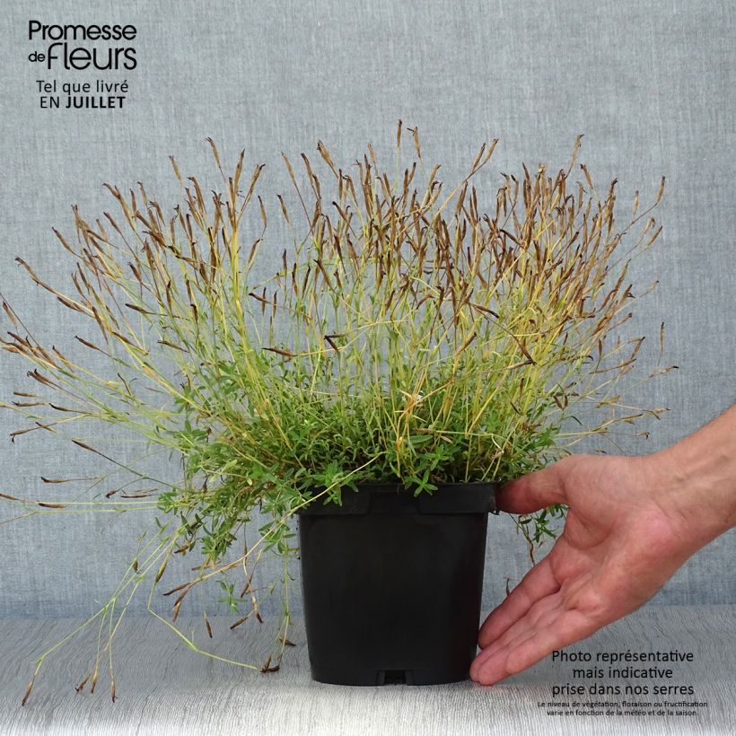 Ejemplar de Clavellina - Dianthus deltoides Albiflorus Maceta 2L/3L entregado en verano
