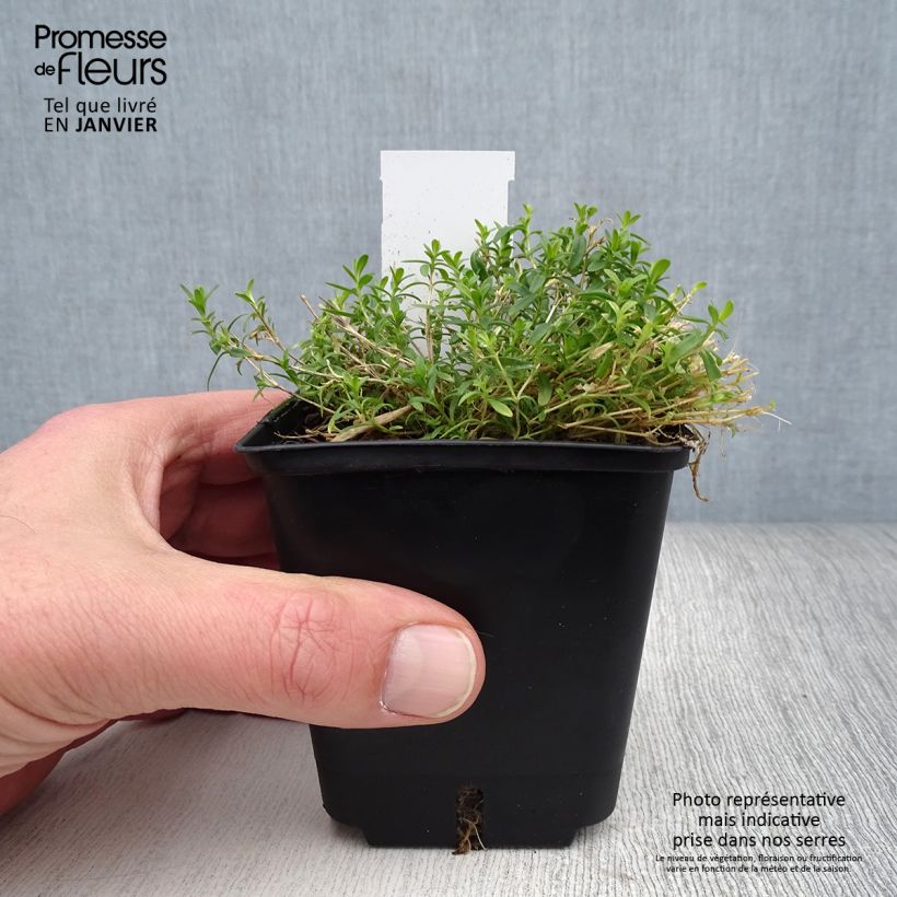 Clavellina - Dianthus deltoides Arctic Fire Maceta de 8/9 cm Ejemplar entregado en invierno