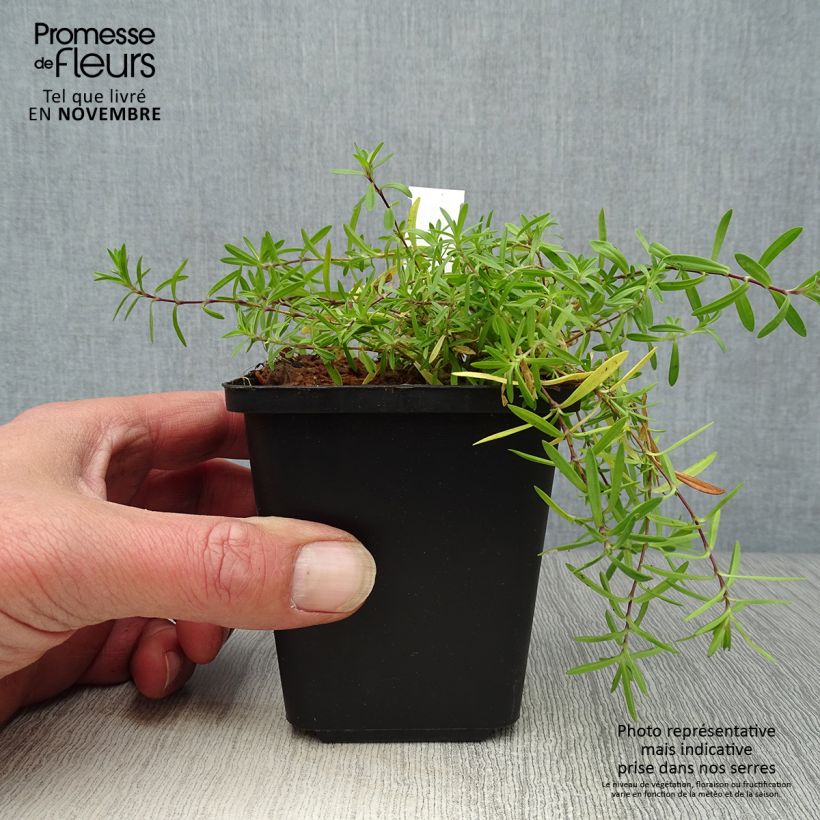 Ejemplar de Clavellina - Dianthus deltoides Flashing Light Maceta de 8/9 cm entregado en otoño