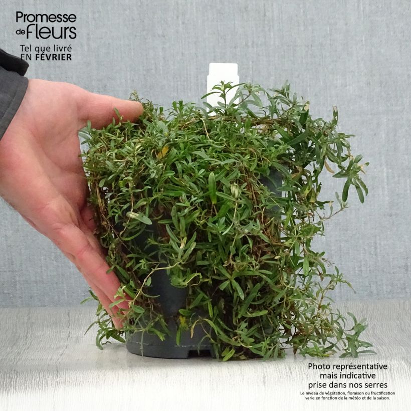 Clavellina - Dianthus deltoides Flashing Light Maceta 2L/3L Ejemplar entregado en invierno