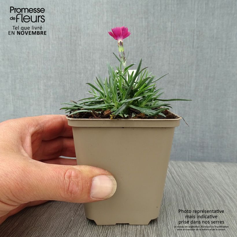 Ejemplar de Clavel - Dianthus gratianopolitanus Badenia Maceta de 8/9 cm entregado en otoño