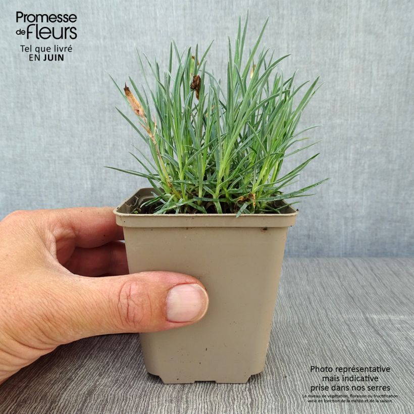 Ejemplar de Clavel - Dianthus gratianopolitanus Badenia Maceta de 8/9 cm entregado en verano