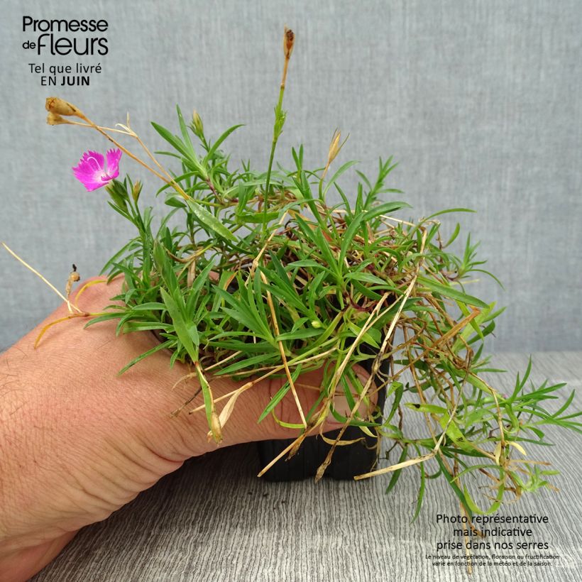 Ejemplar de Clavel - Dianthus gratianopolitanus Kahori Maceta de 7/8 cm entregado en verano