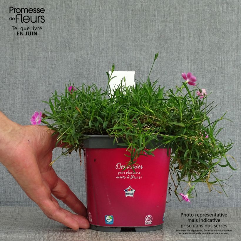 Ejemplar de Clavel - Dianthus gratianopolitanus Kahori Maceta 2L/3L entregado en verano