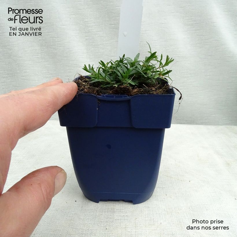 Clavel - Dianthus gratianopolitanus Splendens Maceta de 8/9 cm Ejemplar entregado en invierno