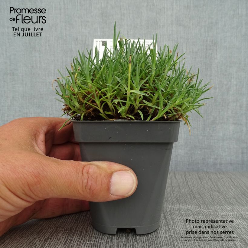 Ejemplar de Clavel - Dianthus gratianopolitanus Whatfield Gem Maceta de 8/9 cm entregado en verano