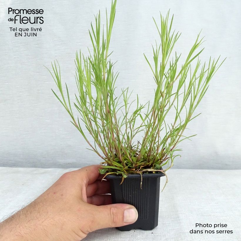 Ejemplar de Dianthus knappii - Clavel Maceta de 8/9 cm entregado en verano