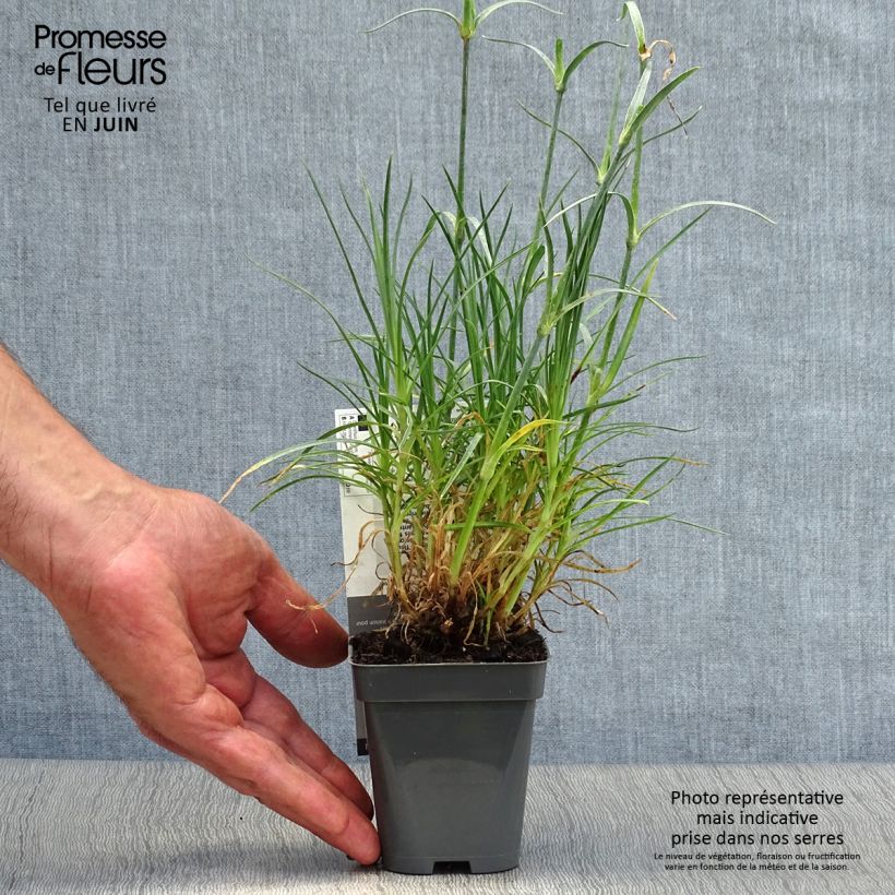 Ejemplar de Clavel coronado Cranmere Pool - Dianthus plumarius Maceta de 7/8 cm entregado en verano
