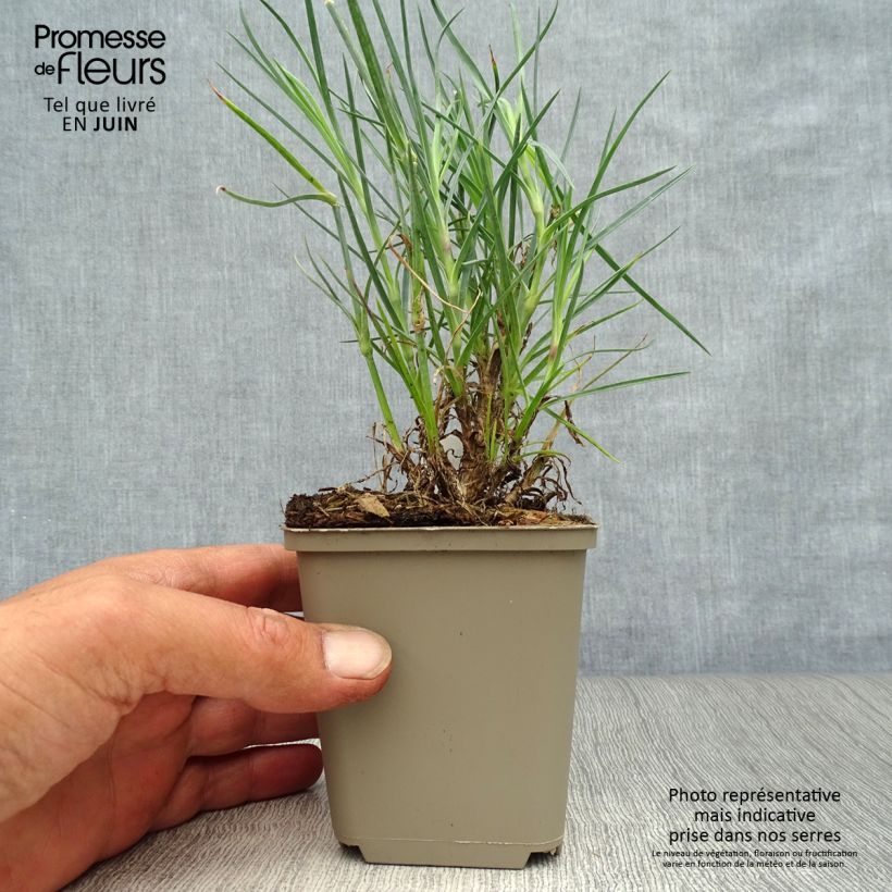 Ejemplar de Clavel coronado David - Dianthus plumarius Maceta de 8/9 cm entregado en verano
