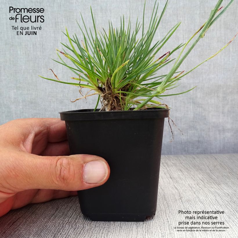 Ejemplar de Clavel coronado Desmond - Dianthus plumarius Maceta de 8/9 cm entregado en verano